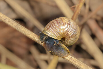 The round-mouthed snail, Pomatias elegans