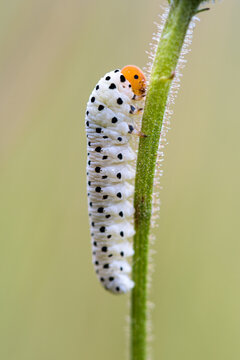 Neobesa Tenthredo caterpillar.