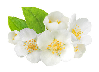 Jasmine flowers and leaves isolated. Png transparency