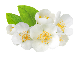 Jasmine flowers and leaves isolated. Png transparency