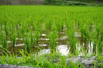 田んぼ