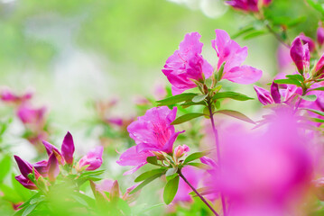 野原に咲くピンク色の美しいつつじ