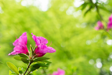 野原に咲くピンク色の美しいつつじ