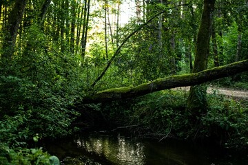 Mesmerizing shot of a forest and a creek with a mossy tree trunk fallen on it