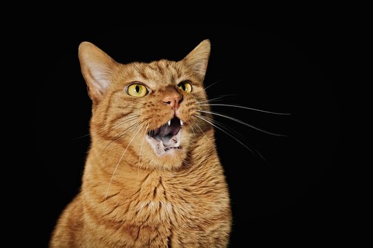 Funny ginger cat making a silly face over black background.	