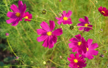 pink cosmea flowers on a background of green twigs in summer on a garden plot. The concept of a flower online store catalog and for flower lovers