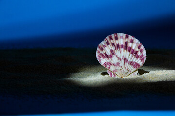 shell in an art night environment, creative summer, design
