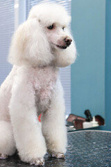 A white trimmed poodle lies on a table