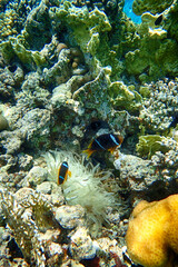 Fototapeta na wymiar clown fishes from coral reef