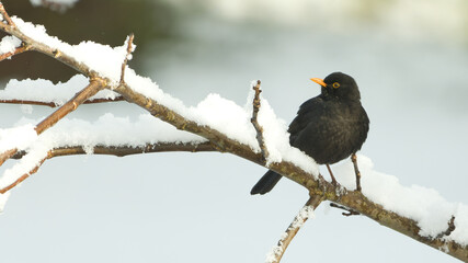 Eine Amsel sitzend auf einem mit Schnee bedeckten Ast