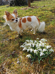chihuahua and first spring snowdrop flowers