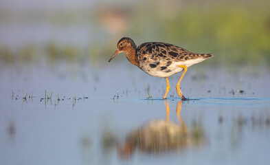 Ruff - male bird at a wetland on the mating season in spring