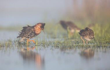 Ruff - birds at a wetland on the mating season in spring