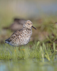 Ruff - male bird at a wetland on the mating season in spring