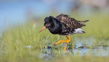 Ruff - male bird at a wetland on the mating season in spring