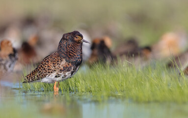 Ruff - male bird at a wetland on the mating season in spring