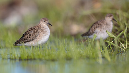 Ruff -  female feeding at the wetland on the mating season in spring