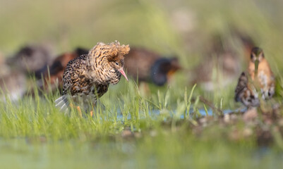 Ruff - male bird at a wetland on the mating season in spring