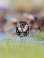 Ruff - male bird at a wetland on the mating season in spring