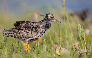 Ruff - male bird at a wetland on the mating season in spring