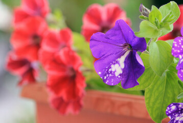 Purple petunias close-up on a blurry background
