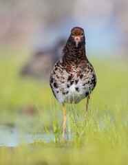 Ruff - male bird at a wetland on the mating season in spring