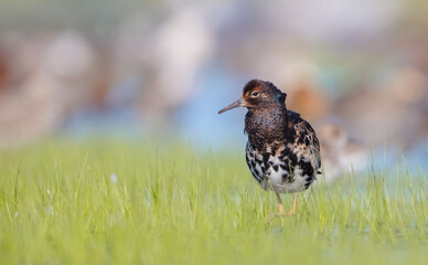 Ruff - male bird at a wetland on the mating season in spring