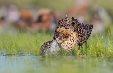 The ruff - pair at wetland on a mating season in spring