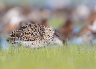 Ruff - male bird at a wetland on the mating season in spring