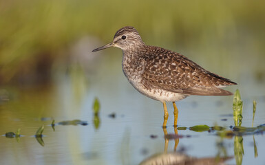 Wood Sandpiper  - in spring on the migration way at wetland