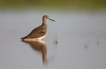 Wood Sandpiper  - in spring on the migration way at wetland