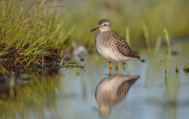 Wood Sandpiper  - in spring on the migration way at wetland