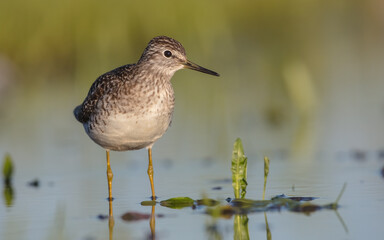Wood Sandpiper  - in spring on the migration way at wetland