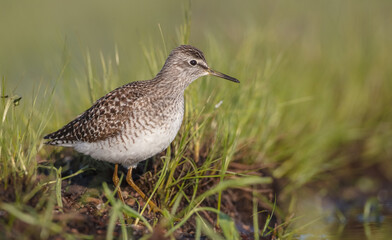 Wood Sandpiper  - in spring on the migration way at wetland