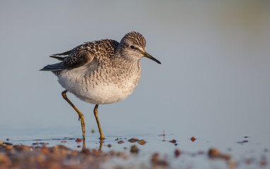 Wood Sandpiper  - in spring on the migration way at wetland