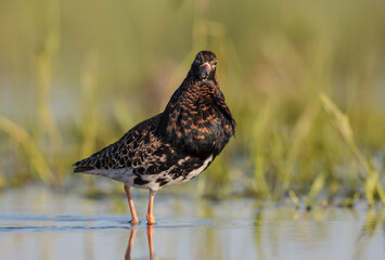 Ruff - male bird at a wetland on the mating season in spring