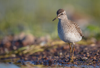 Wood Sandpiper  - in spring on the migration way at wetland