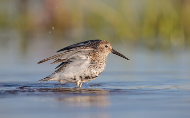 Dunlin - adult bird at a wetland on the spring migration 