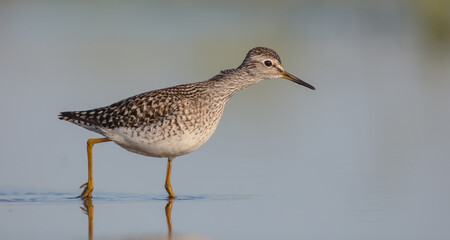 Wood Sandpiper  - in spring on the migration way at wetland