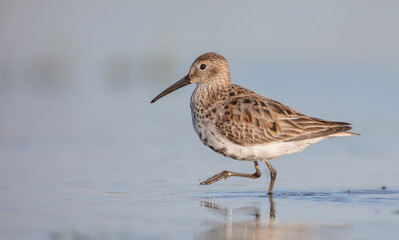 Obraz premium Dunlin - adult bird at a wetland on the spring migration 