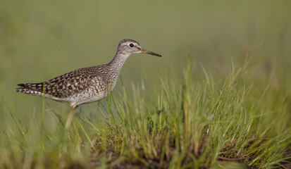 Wood Sandpiper  - in spring on the migration way at wetland