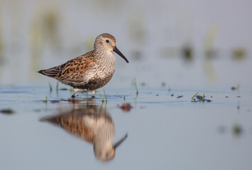 Dunlin - adult bird at a wetland on the spring migration 