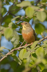 Ortolan bunting - male bird in spring