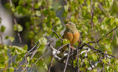 Ortolan bunting - male bird in spring