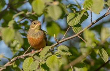 Ortolan bunting - male bird in spring