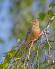 Ortolan bunting - male bird in spring