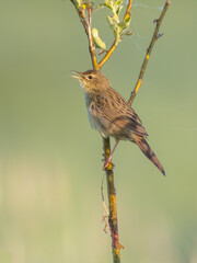 Common grasshopper warbler - at the meadow in spring