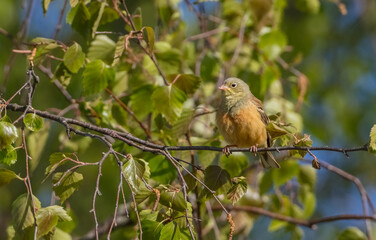 Ortolan bunting - male bird in spring