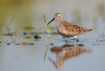 Dunlin - adult bird at a wetland on the spring migration 
