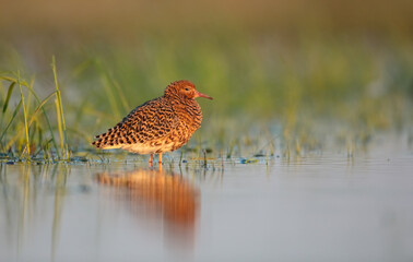 Ruff - male bird at a wetland on the mating season in spring